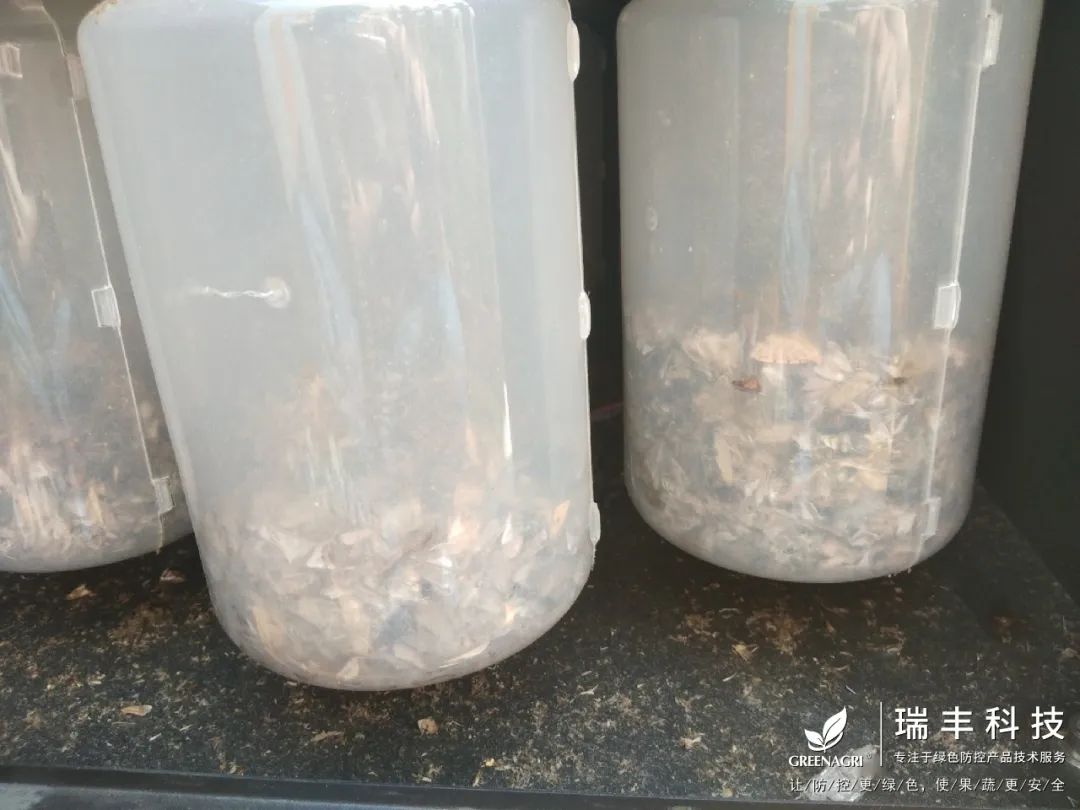 瑞丰高空测报灯